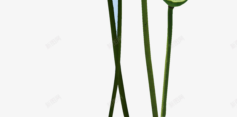 美丽的荷花手绘图png免抠素材_新图网 https://ixintu.com 手绘图 植物 绿植 花苞 花骨朵 荷叶 荷塘 荷花