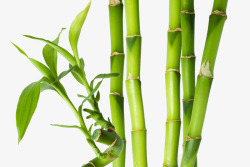 绿色的竹节素材