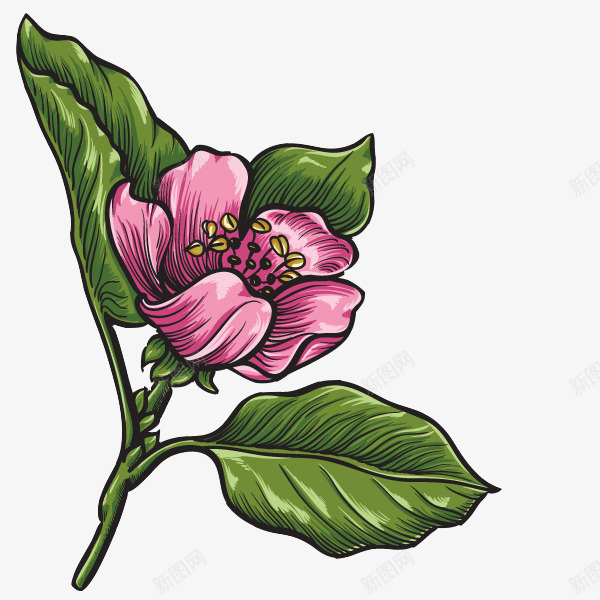 手绘海棠花png免抠素材_新图网 https://ixintu.com 平面设计 手绘插画 手绘海棠花 花卉