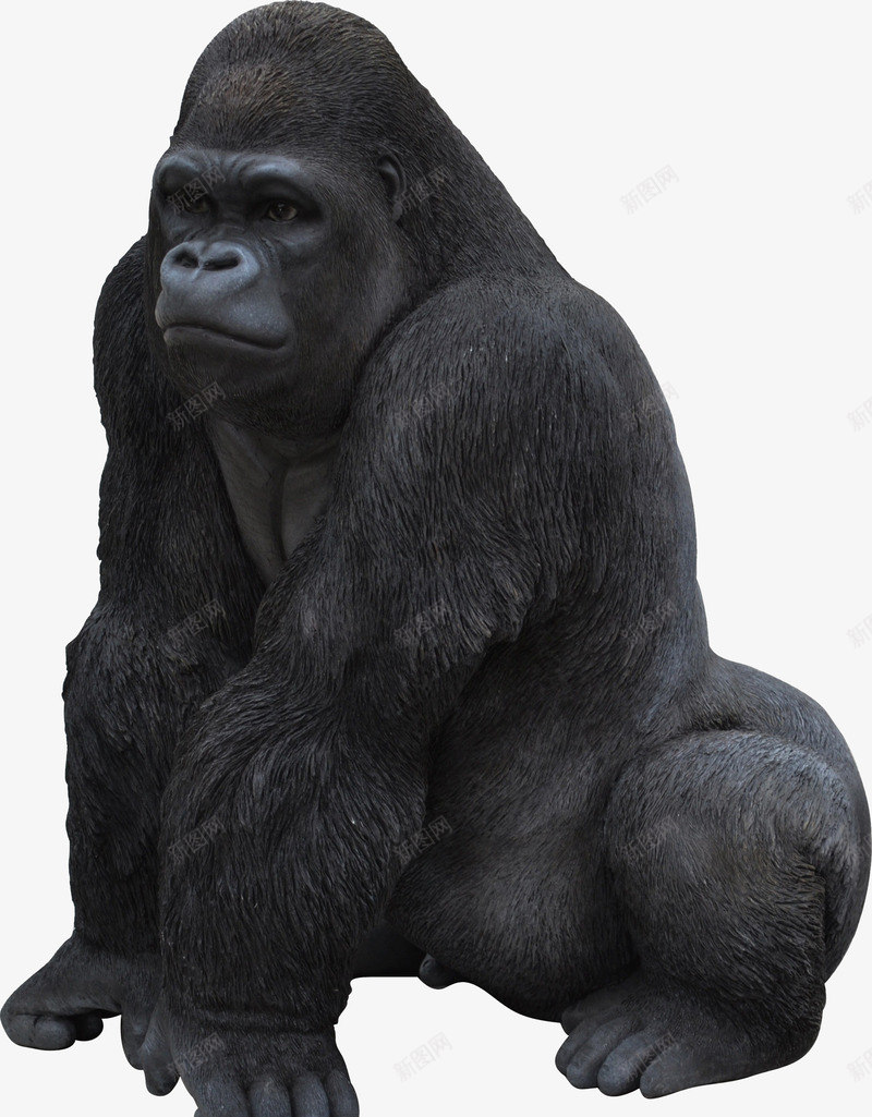端坐的强壮的黑色大猩猩png免抠素材_新图网 https://ixintu.com 动物素材 端坐的 黑色