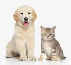 小狗宠物猫与宠物狗高清图片
