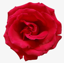 红色浪漫唯美植物花朵玫瑰花素材