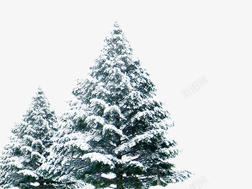 带雪的松树png免抠素材_新图网 https://ixintu.com 下雪 冬天 冬季 大雪压青松 松树 绿松树 雪花