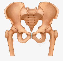 骨盆关节手绘骨盆插图高清图片