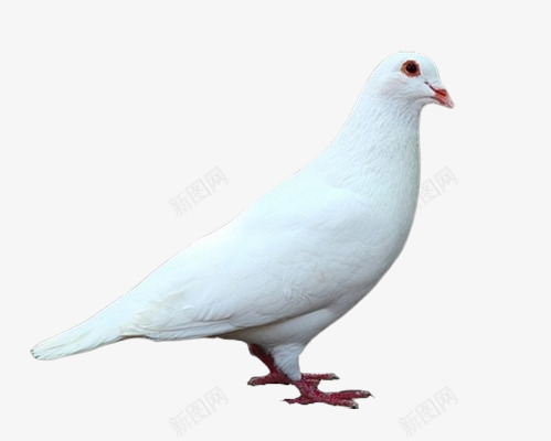 和平鸽子白色png免抠素材_新图网 https://ixintu.com 和平 和平鸽 白色 鸽子