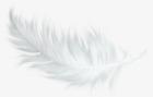 羽毛免扣PNG图白色羽毛装饰图高清图片