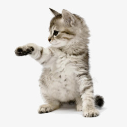 海狮招手招手的可爱小猫咪高清图片