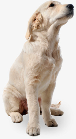 白猫眺望狗素材