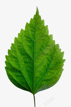 绿色锯齿清晰静止的树叶实物素材
