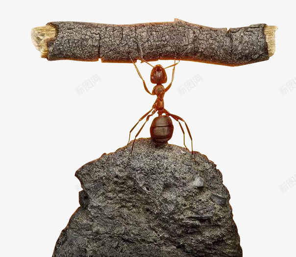 蚂蚁的力量也是无穷的png免抠素材_新图网 https://ixintu.com 力量 励志蚂蚁 无穷的 蚂蚁 蝼蚁
