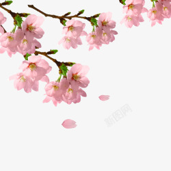 桃花节装饰粉红色浪漫桃花桃花节装饰高清图片
