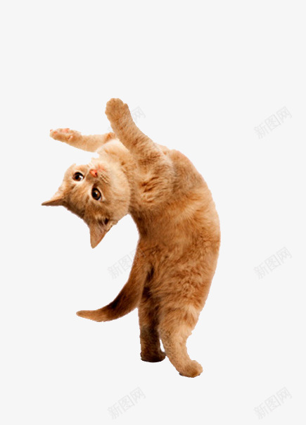 跳舞猫咪png免抠素材_新图网 https://ixintu.com 动物 小猫 歪头猫咪 猫咪 萌物 跳舞姿势