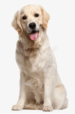 棕白色的狗狗白色的狗狗高清图片