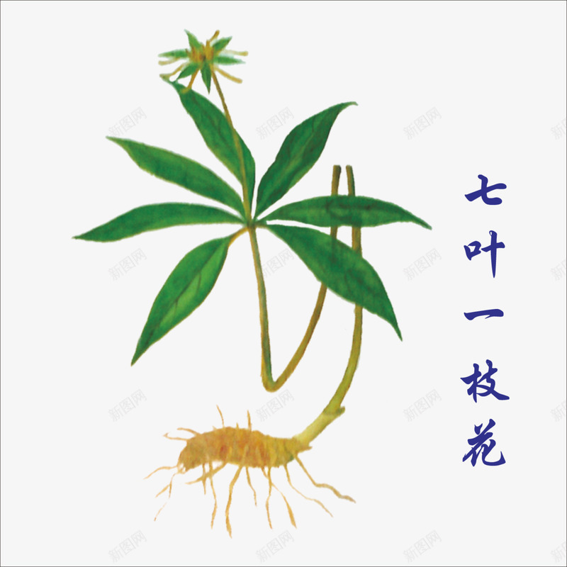 中药png免抠素材_新图网 https://ixintu.com 七叶一枝花 本草纲木 草药