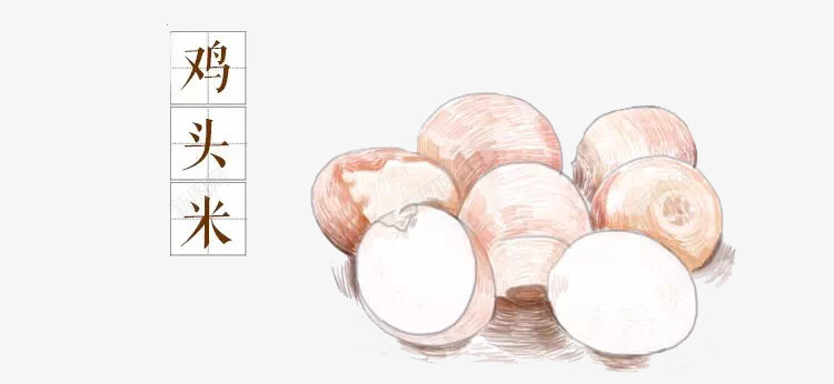 鸡头米png免抠素材_新图网 https://ixintu.com 卡通 手绘 手绘插画 插画 草本植物 食材