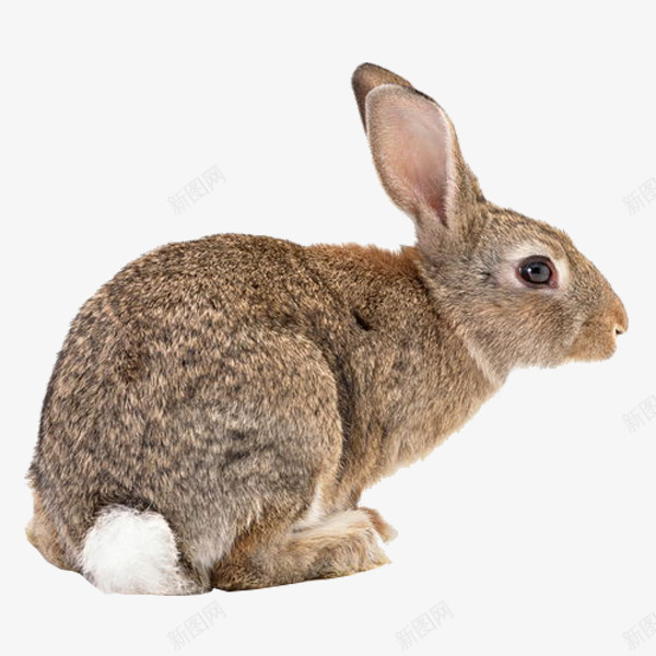 呆萌兔图png免抠素材_新图网 https://ixintu.com 兔子 兔宝宝 动物 可爱 小兔子 白色 素材免抠 胡萝卜 装饰 野生动物