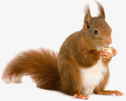 棕色松鼠棕色可爱吃东西松鼠高清图片