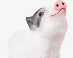 猪的可爱2019猪年新年海报装饰高清图片