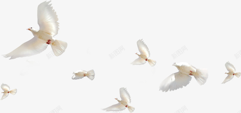 白色飞翔和平鸽成群png免抠素材_新图网 https://ixintu.com 和平鸽 成群 白色 飞翔