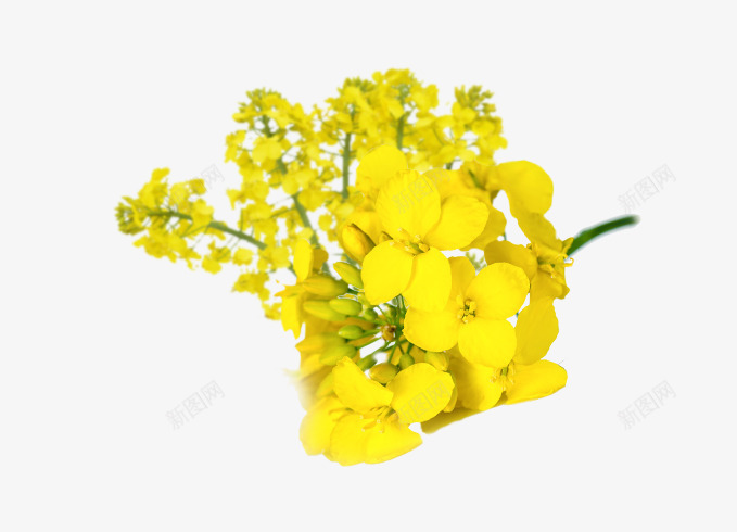 黄色油菜花png免抠素材_新图网 https://ixintu.com png图形 植物 油菜花 花朵 装饰
