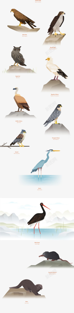 鸟类图形矢量图立绘图形猫头鹰鸟类高清图片