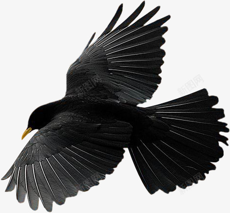 黑色乌鸦png免抠素材_新图网 https://ixintu.com 乌鸦 乌鸦图案 乌鸦飞过 动物 飞鸟 黑色