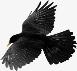 动物乌鸦黑色乌鸦高清图片