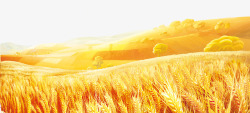 黄色山坡黄色的麦田高清图片