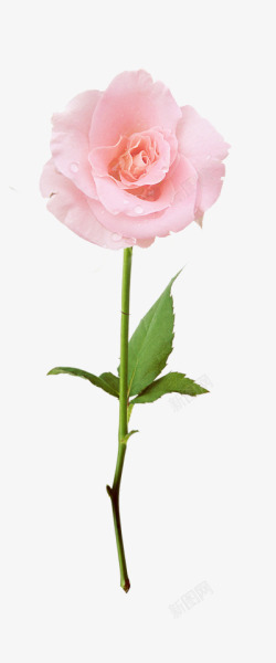 单支郁金香单支玫瑰花情人节清新高清图片