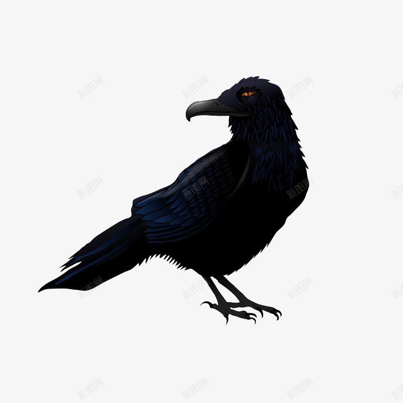 乌鸦png免抠素材_新图网 https://ixintu.com 乌鸦 乌鸦图案 乌鸦飞过 鸟 黑色