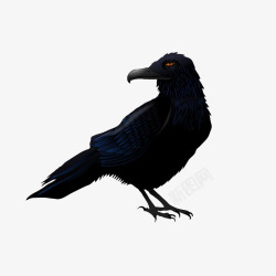 黑色乌鸦乌鸦高清图片