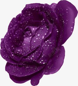 紫色水珠背景手绘花卉紫色玫瑰高清图片