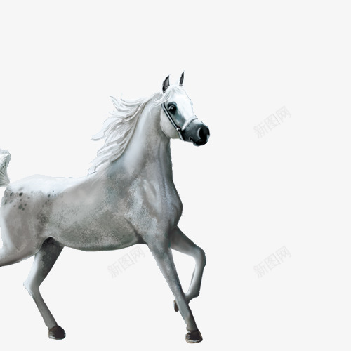 慢跑的白马png免抠素材_新图网 https://ixintu.com 产品实物 动物 奔跑 白色 马