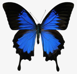 真蝴蝶蓝黑色的蝴蝶高清图片