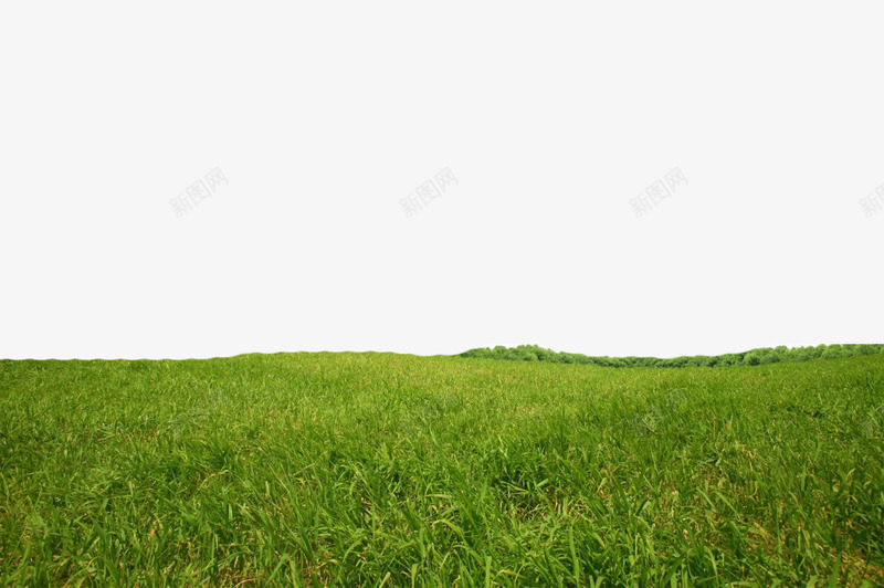 鲜绿的小草png免抠素材_新图网 https://ixintu.com 小草 满山 遍地 遍野
