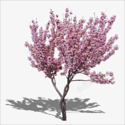 桃花树干桃花树高清图片
