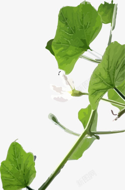 绿色白花咖啡豆摄影丝瓜矢量图高清图片