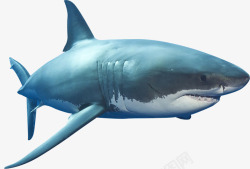 灵感卡通手绘蓝色的鲨鱼高清图片