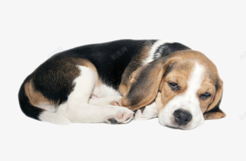 黑白可爱躺着的小猎犬动物png免抠素材_新图网 https://ixintu.com 人类朋友 免扣 免费下载 动物 宠物 生物 睡觉 躺着 躺着的狗