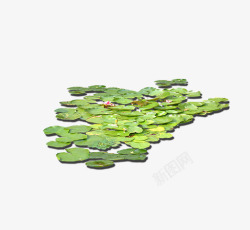 浮在水面绿色浮萍莲花荷花高清图片