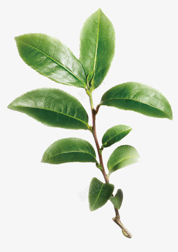 茶树树枝png免抠素材_新图网 https://ixintu.com 叶子 植株 植物 茶叶 茶树