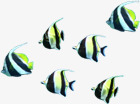 海底动物小鱼群效果海报素材