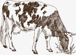 牛吃草的奶牛吃草矢量图高清图片