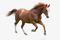 野马免抠奔跑的棕色骏马野马高清图片