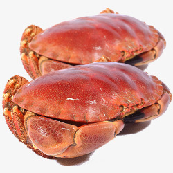 黄金蟹面包蟹珍宝螃蟹高清图片