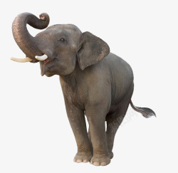 大象的侧面大象动物可爱象牙高清图片