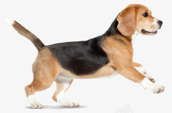 动物树懒装饰画卡通奔跑的狗高清图片