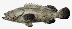 超市生鲜鱼深海石斑鱼高清图片