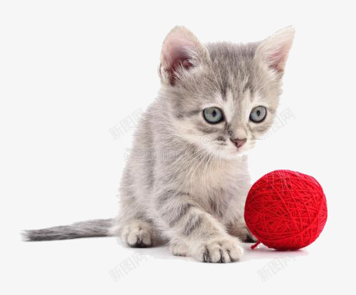 猫咪玩毛线球png免抠素材_新图网 https://ixintu.com 小猫 小猫抓 彩色毛球 毛线球 猫 猫尾 球