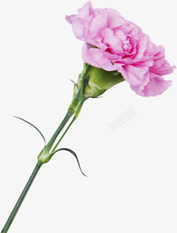 一枝水粉花朵粉色感恩母亲节康乃馨鲜花高清图片